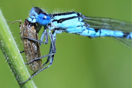 Enallagma cyathigerum